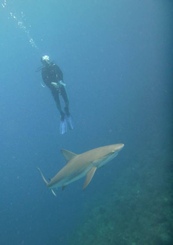 Mergulhando junto com tubarões em Providencia, ilha colombiana no Caribe